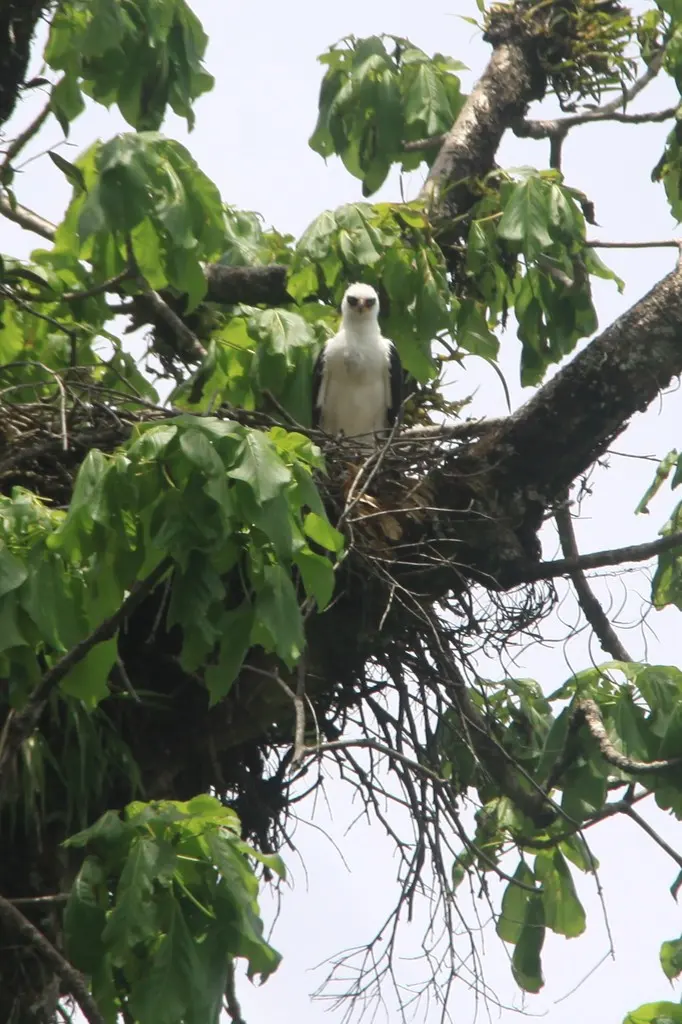 黑白鹰雕(Spizaetus melanoleucus)