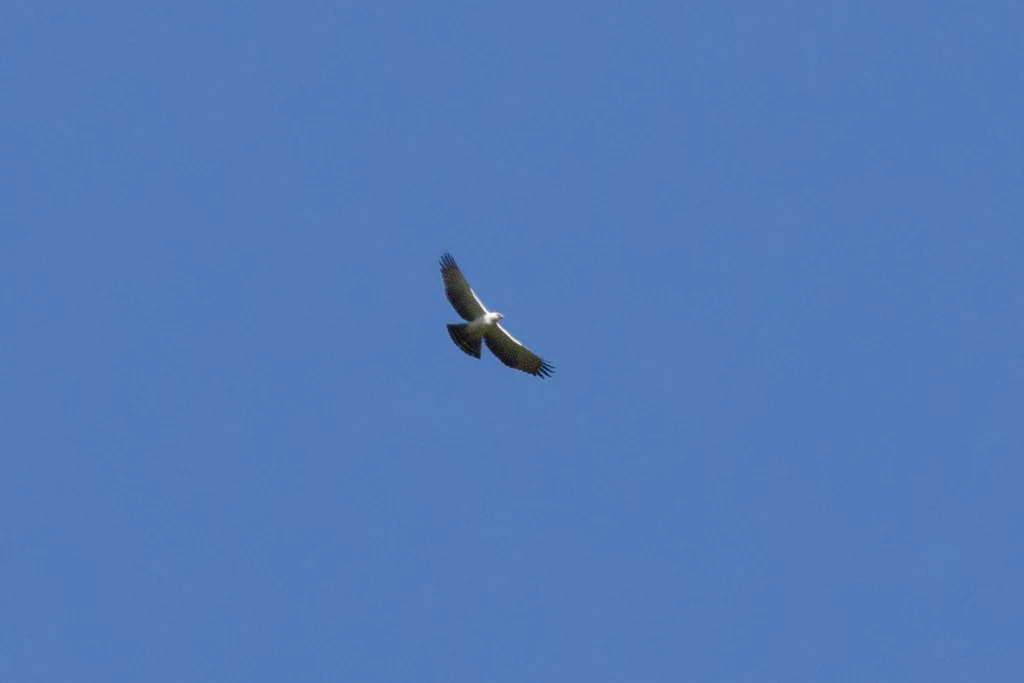 黑白鹰雕(Spizaetus melanoleucus)