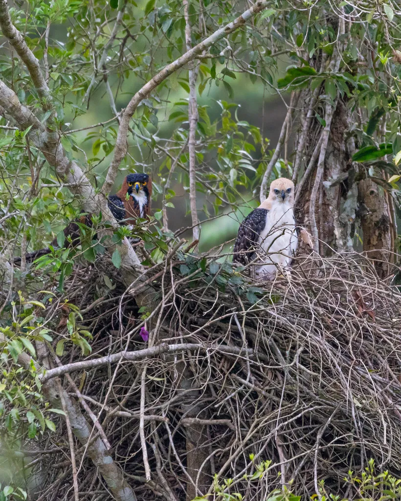 丽鹰雕(Spizaetus ornatus)