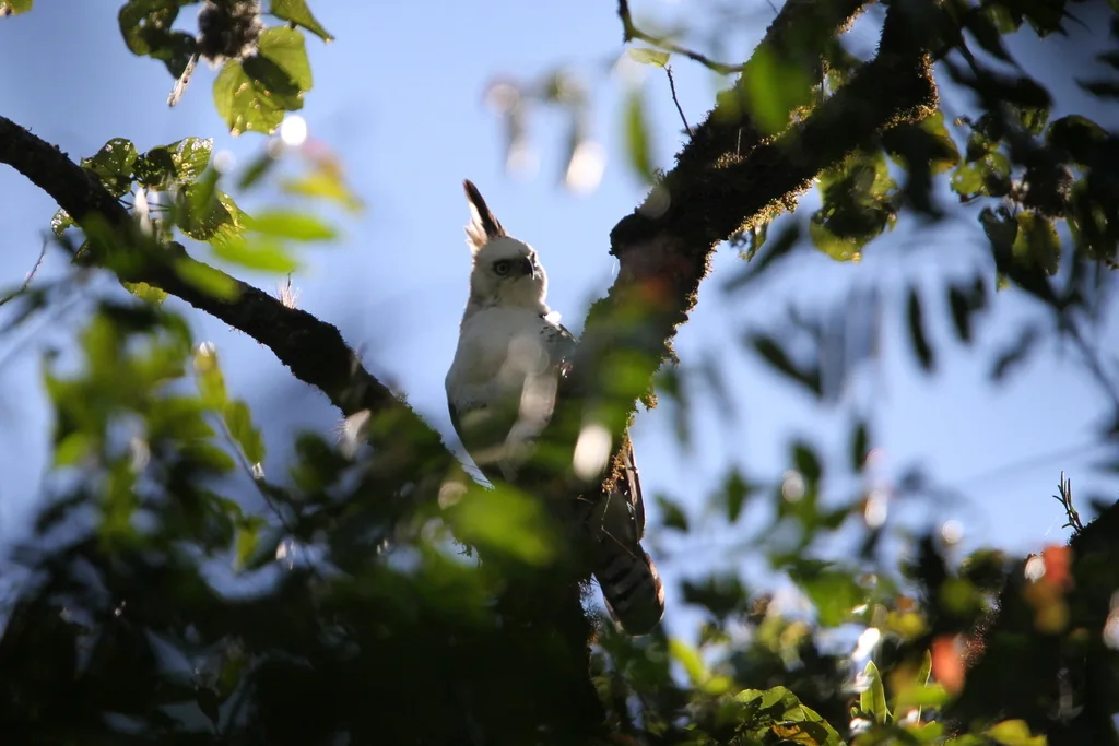 丽鹰雕(Spizaetus ornatus)