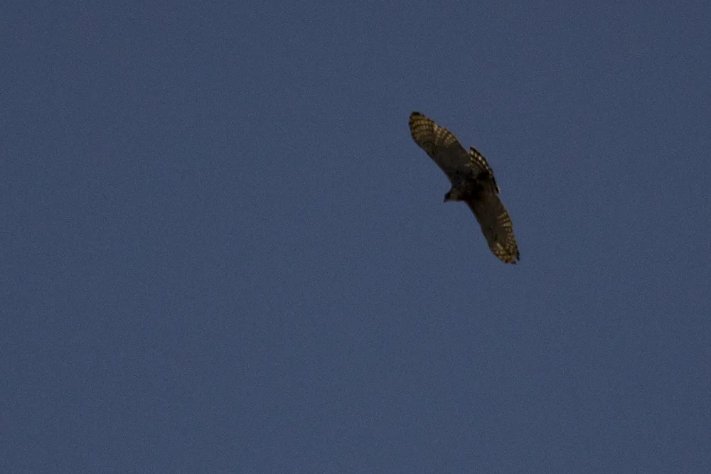 丽鹰雕(Spizaetus ornatus)