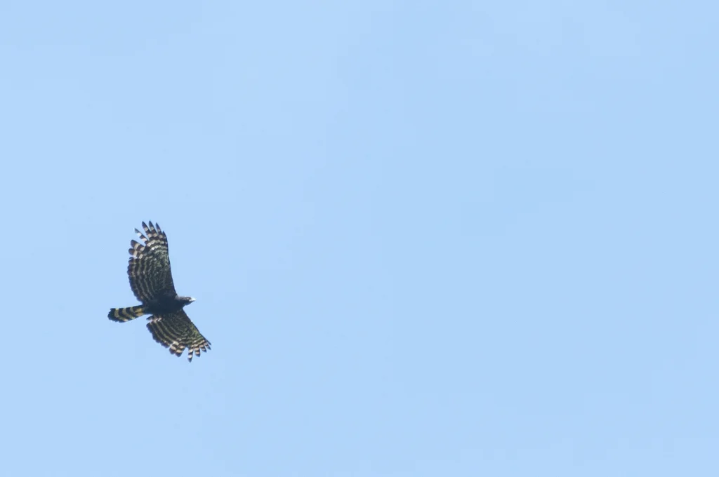 黑鹰雕(Spizaetus tyrannus)