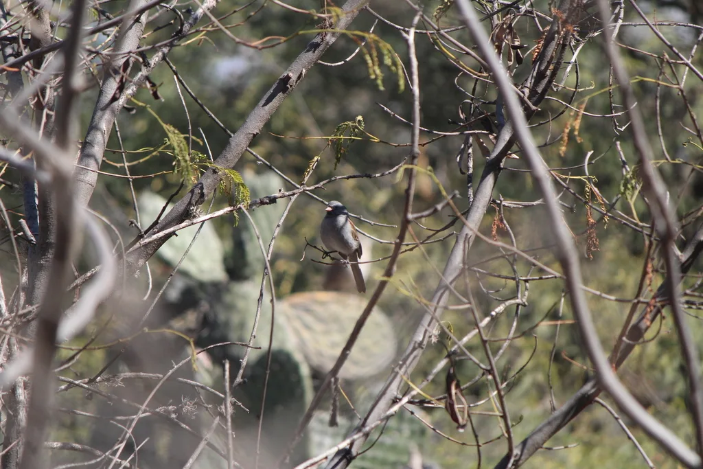 黑颏雀鹀(Spizella atrogularis)