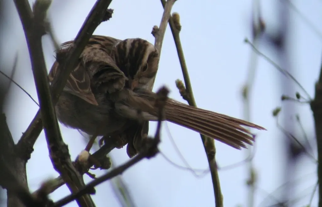 褐雀鹀(Spizella pallida)