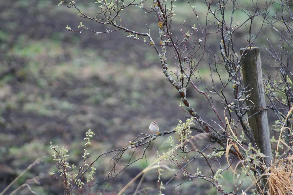 褐雀鹀(Spizella pallida)