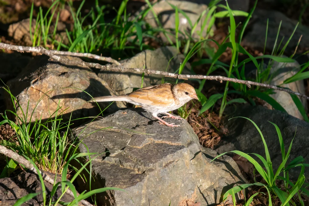 棕顶雀鹀(Spizella passerina)