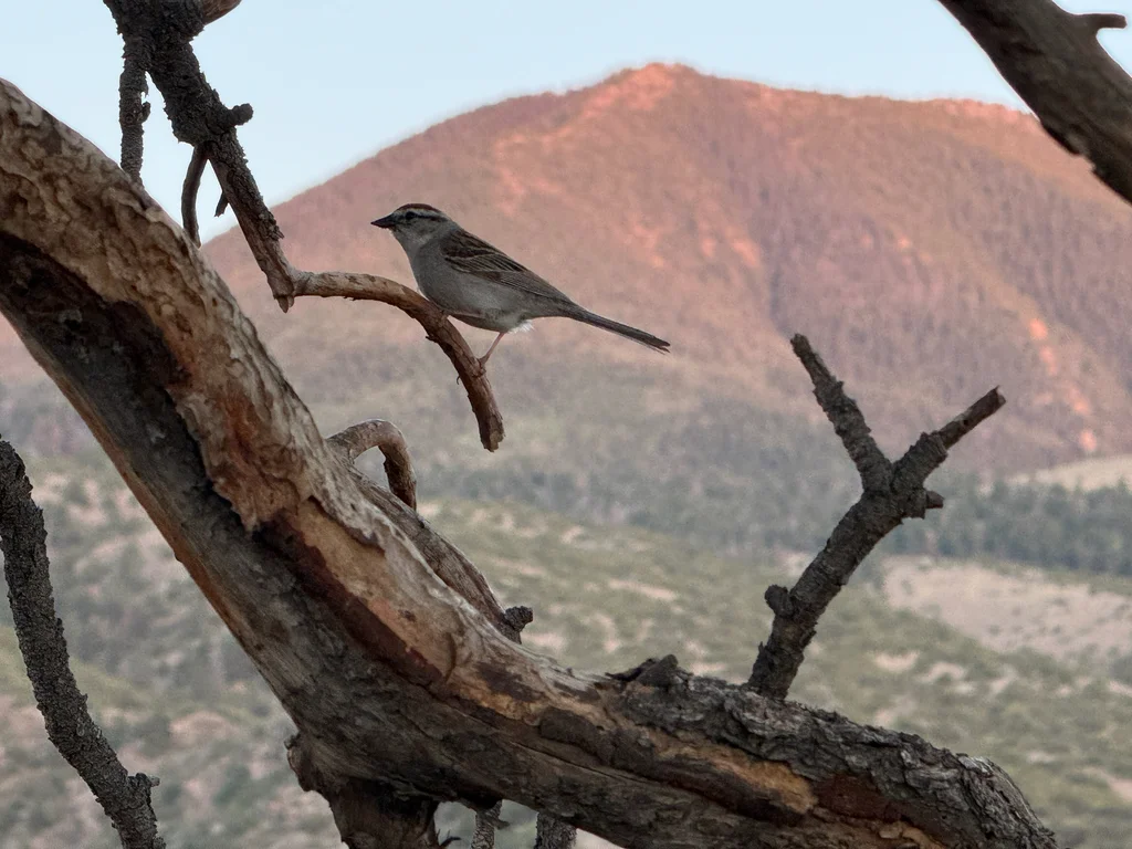 棕顶雀鹀(Spizella passerina)