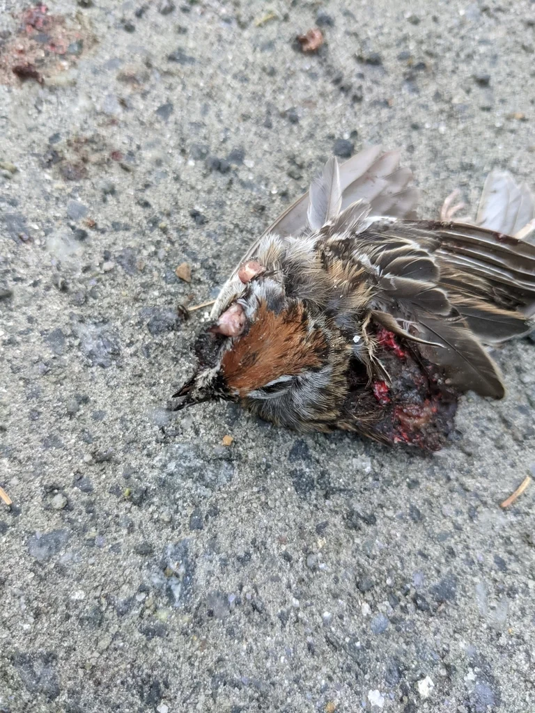 棕顶雀鹀(Spizella passerina)