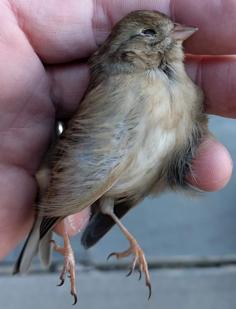 田雀鹀(Spizella pusilla)