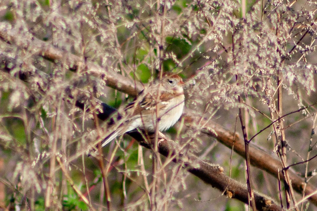 田雀鹀(Spizella pusilla)