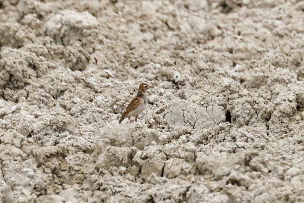 斯氏沙百灵(Spizocorys starki)