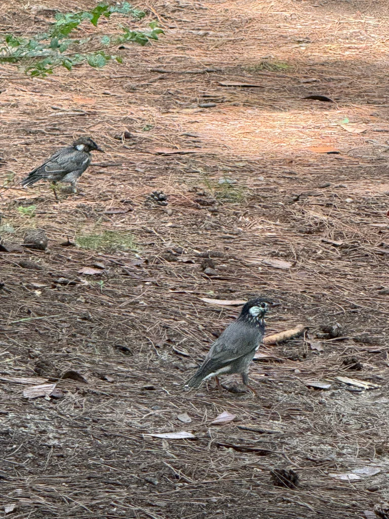 灰椋鸟(Spodiopsar cineraceus)