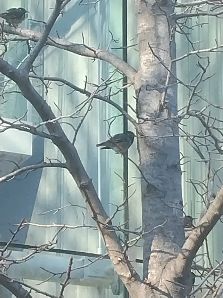 灰椋鸟(Spodiopsar cineraceus)