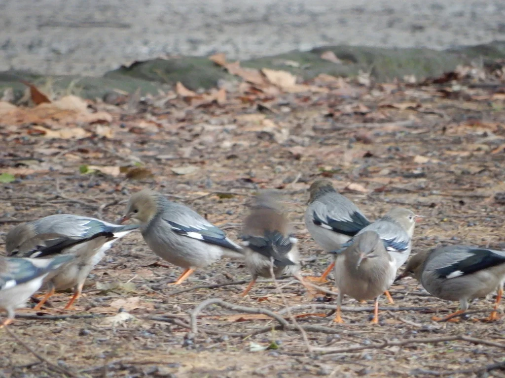 丝光椋鸟(Spodiopsar sericeus)