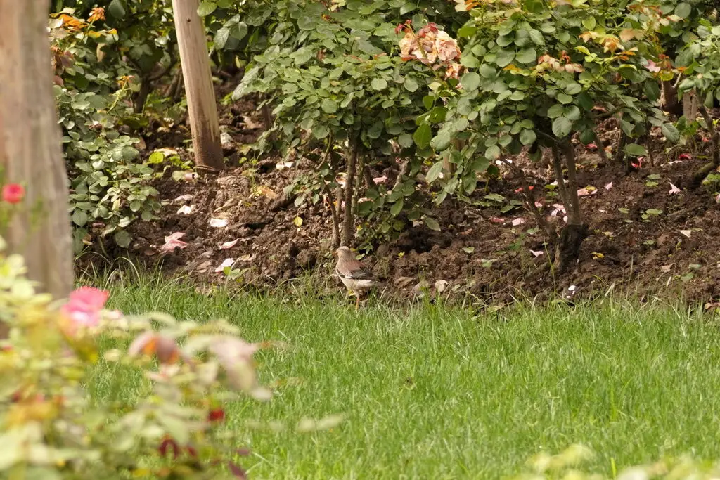 丝光椋鸟(Spodiopsar sericeus)