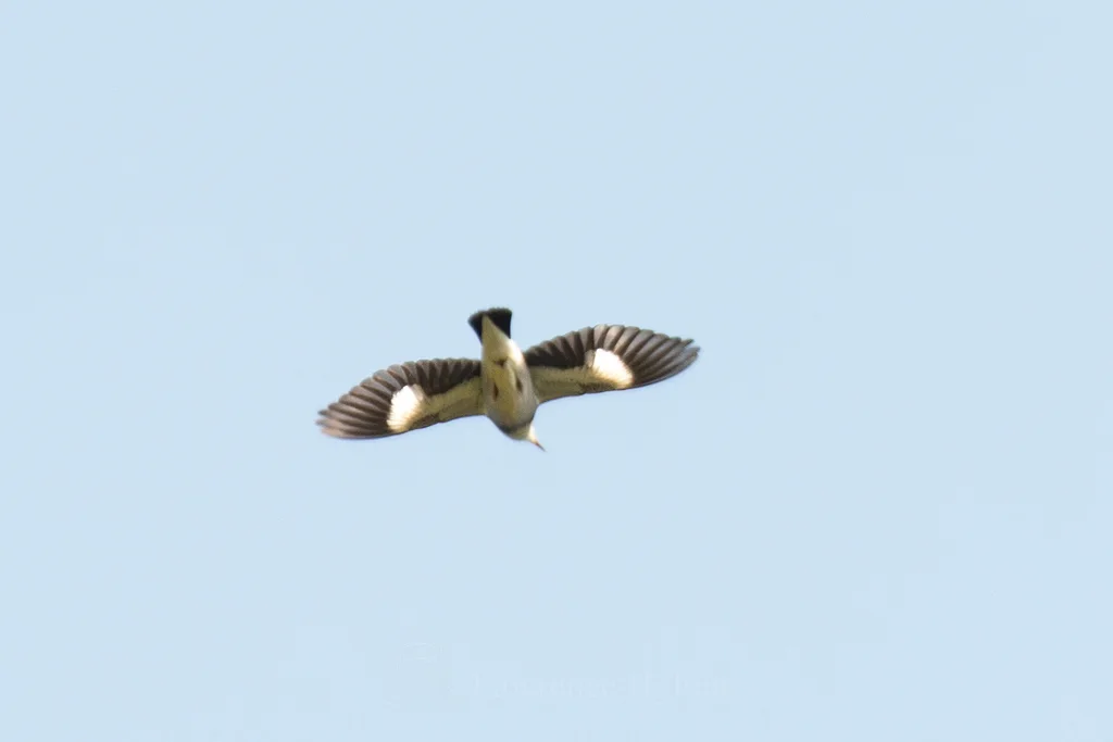 丝光椋鸟(Spodiopsar sericeus)