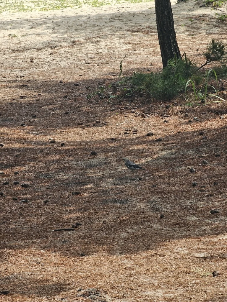 丝光椋鸟(Spodiopsar sericeus)