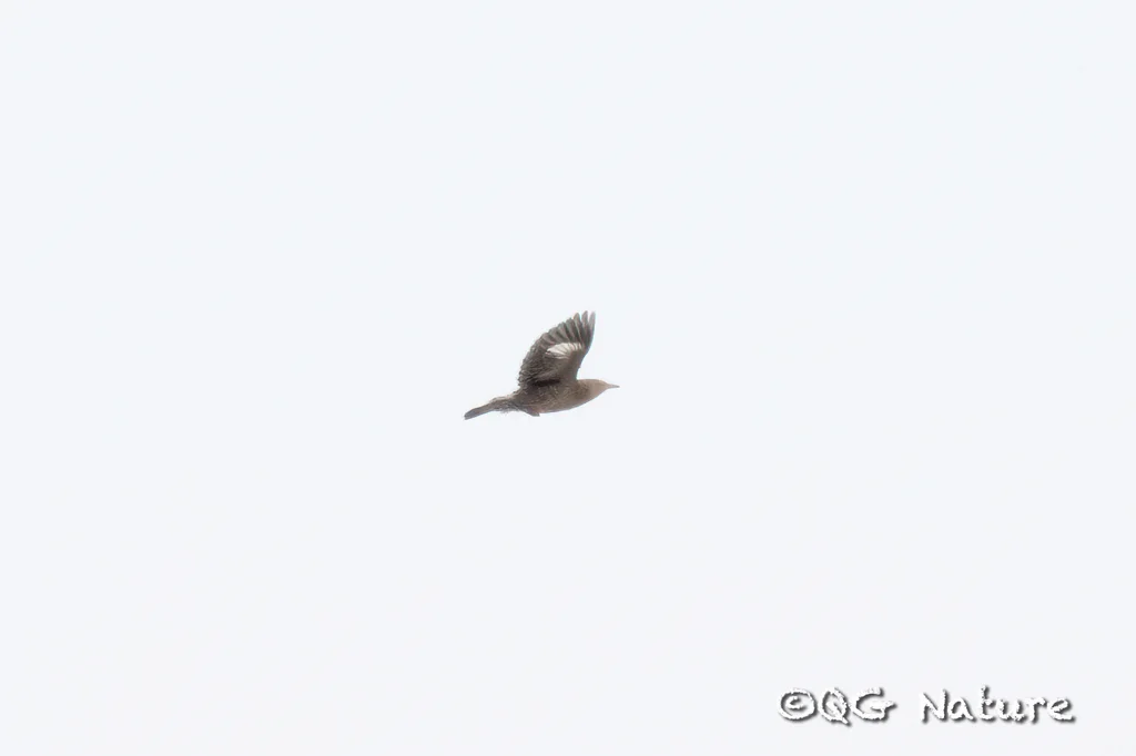 丝光椋鸟(Spodiopsar sericeus)