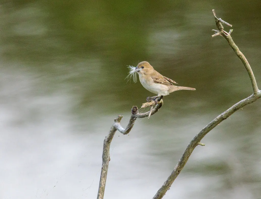 白喉食籽雀（Sporophila albogularis）