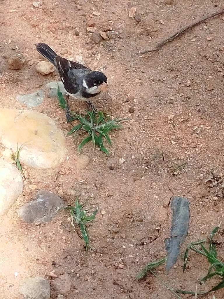 白喉食籽雀（Sporophila albogularis）