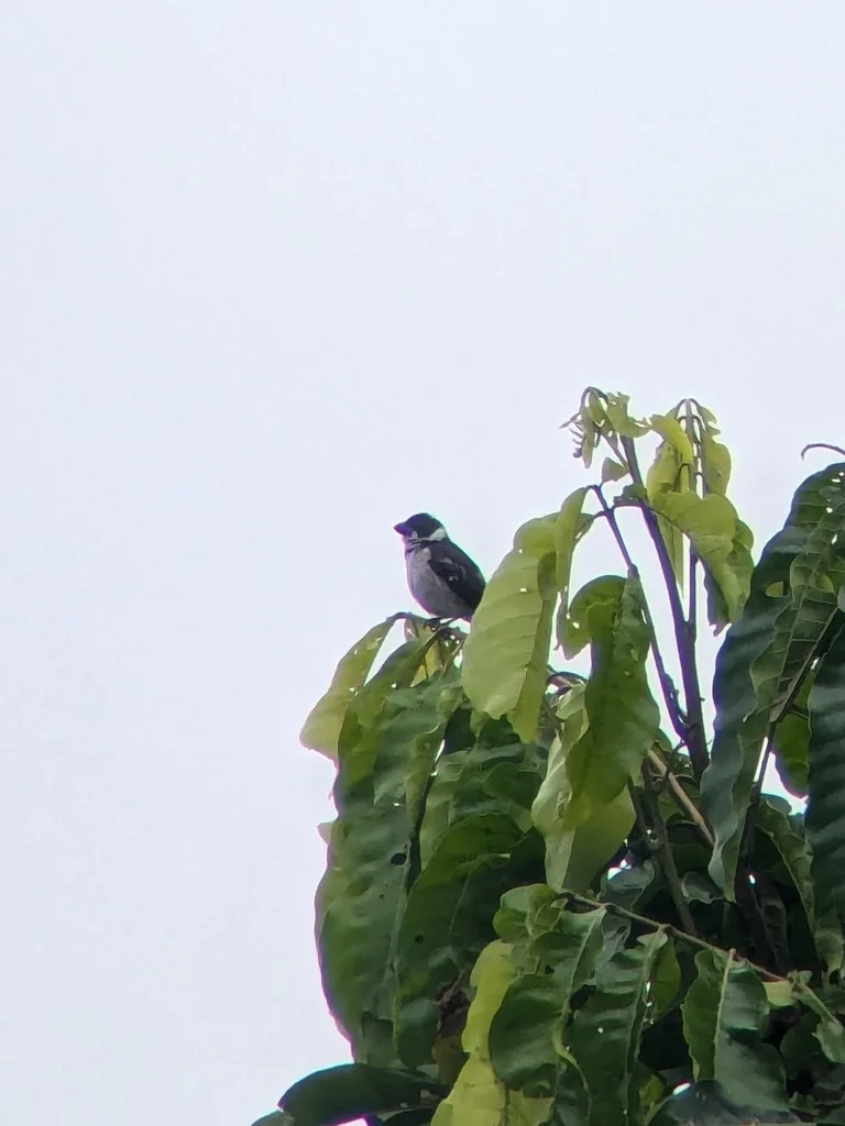 斑翅食籽雀(Sporophila americana)