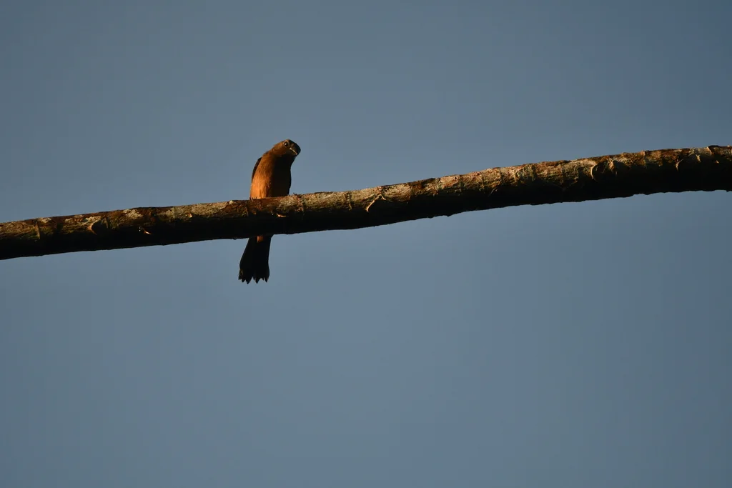 小籽雀（Sporophila angolensis）
