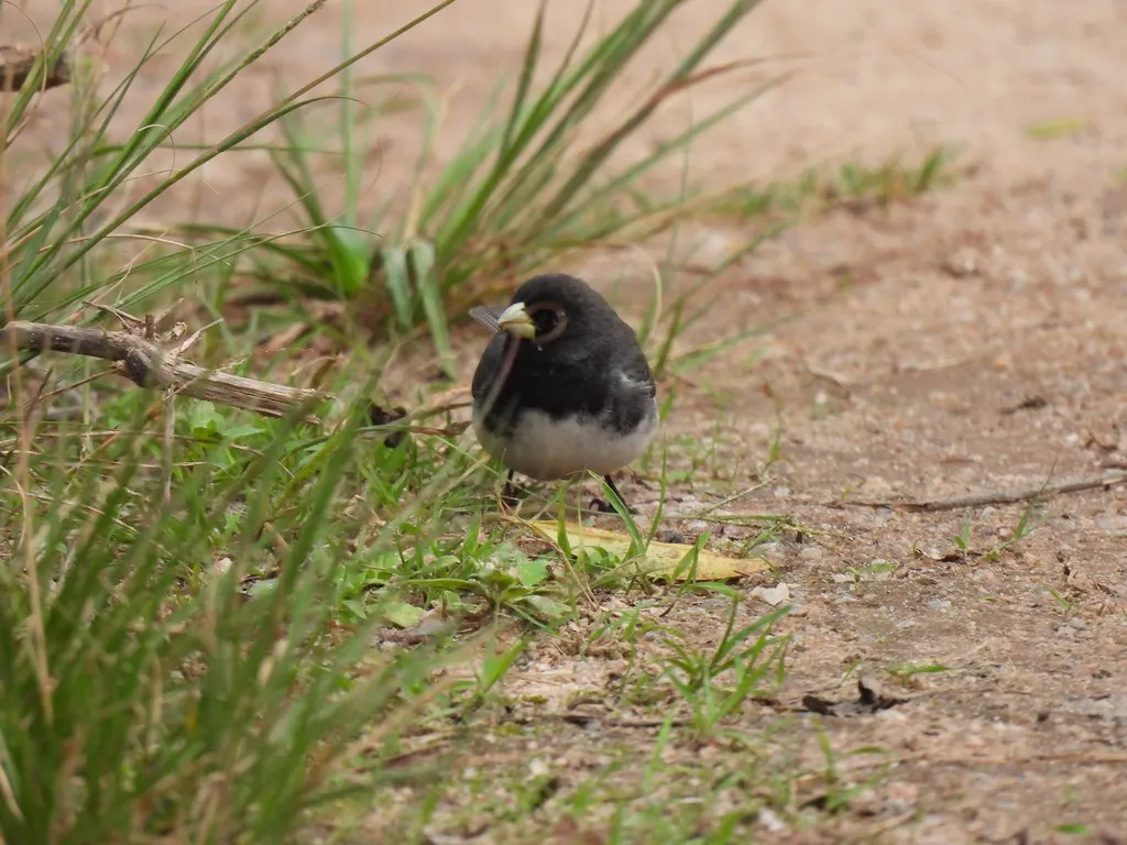 杜氏食籽雀（Sporophila ardesiaca）