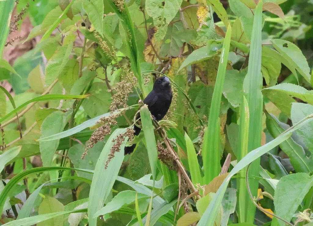 黑嘴籽雀（Sporophila atrirostris）