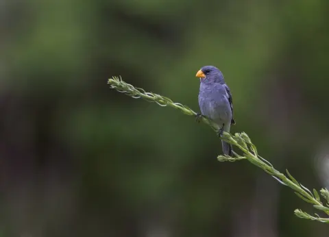 黄嘴食籽雀