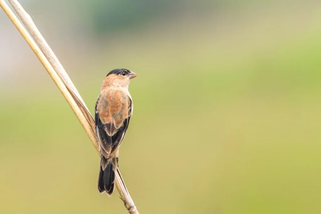 黑顶食籽雀（Sporophila bouvreuil）