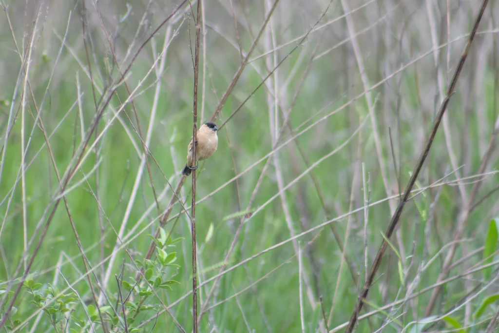 黑顶食籽雀（Sporophila bouvreuil）