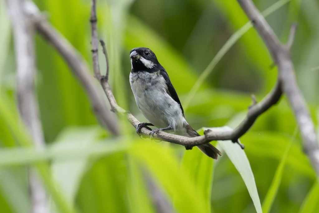 莱氏食籽雀（Sporophila bouvronides）