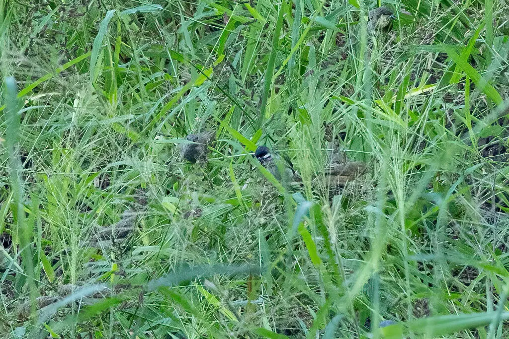 莱氏食籽雀（Sporophila bouvronides）