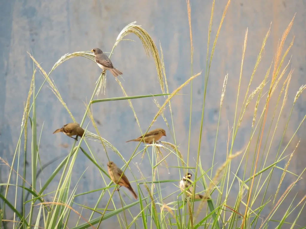 双领食籽雀(Sporophila caerulescens)