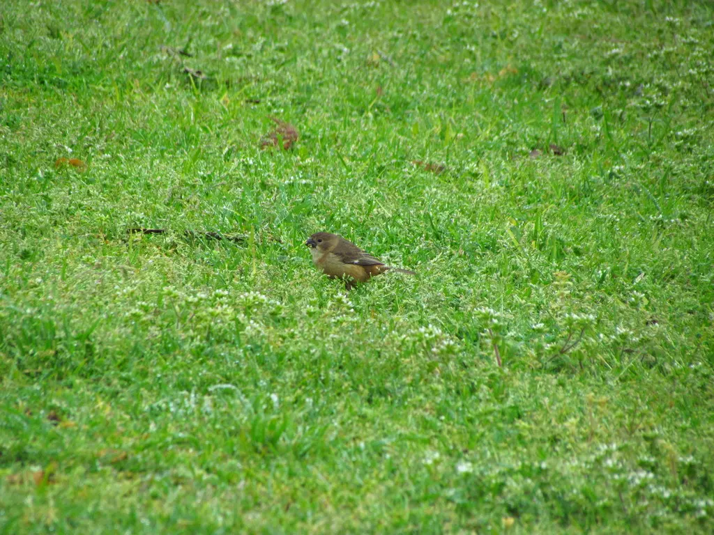 双领食籽雀(Sporophila caerulescens)