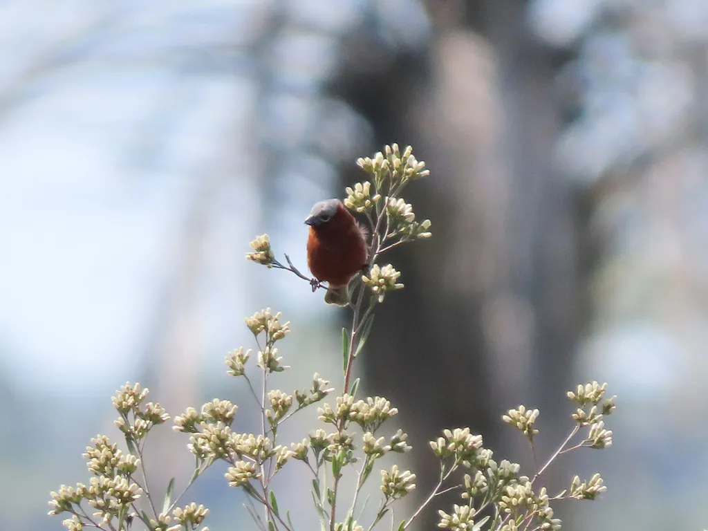 栗食籽雀（Sporophila cinnamomea）