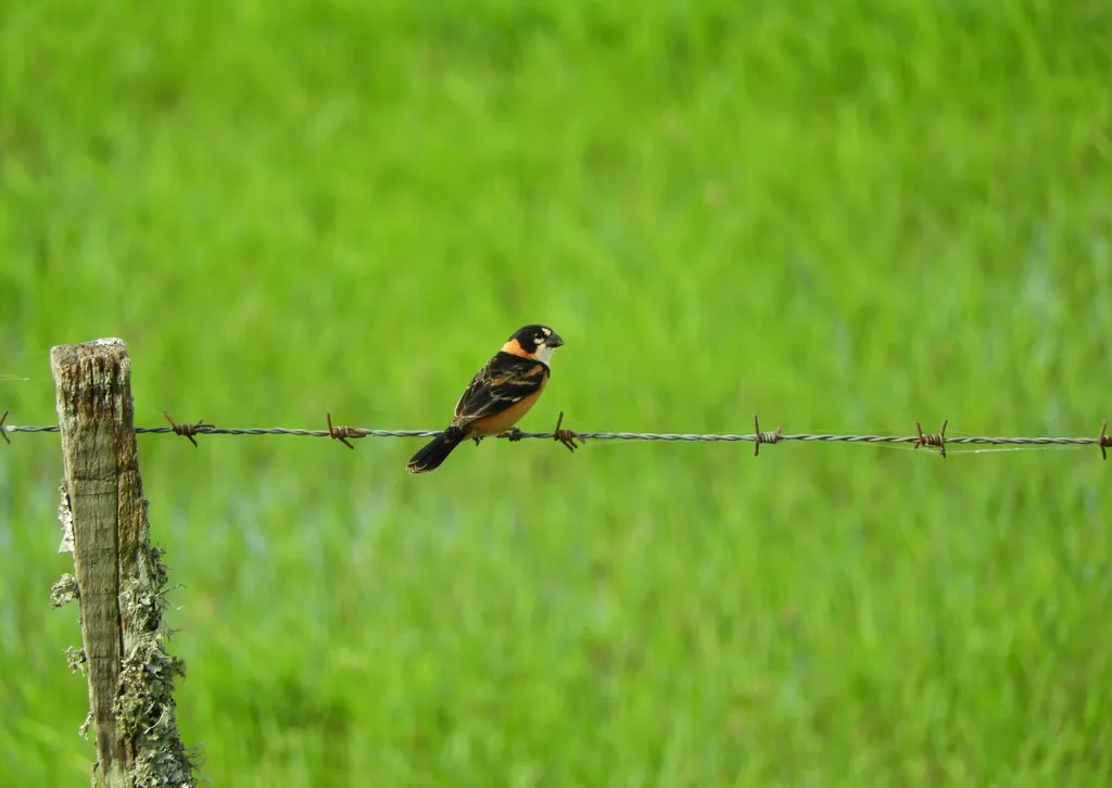 红领食籽雀(Sporophila collaris)
