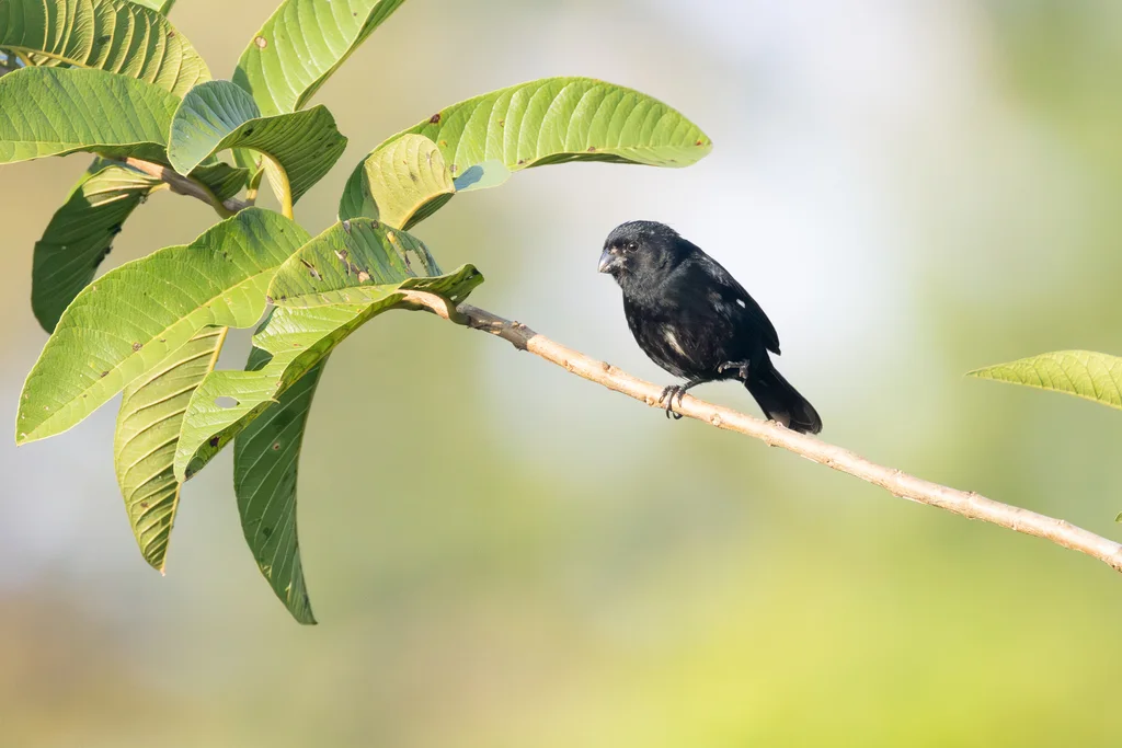 黑食籽雀（Sporophila corvina）