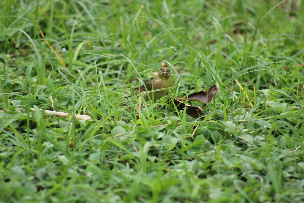 黑食籽雀（Sporophila corvina）