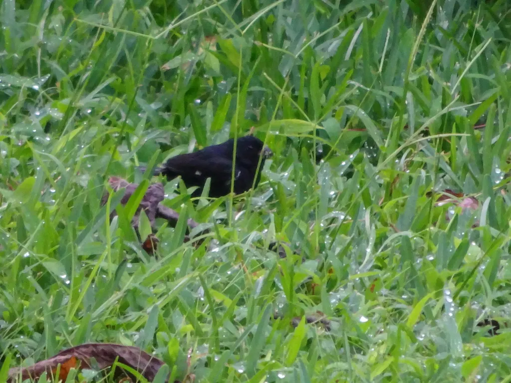 黑食籽雀（Sporophila corvina）
