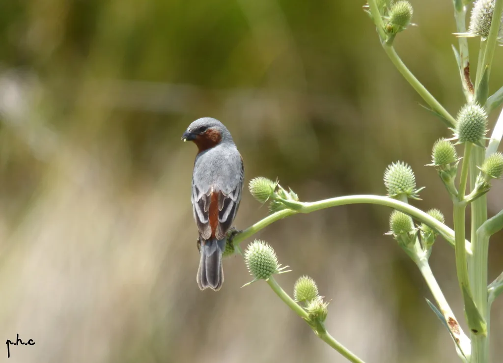 棕腰食籽雀（Sporophila hypochroma）