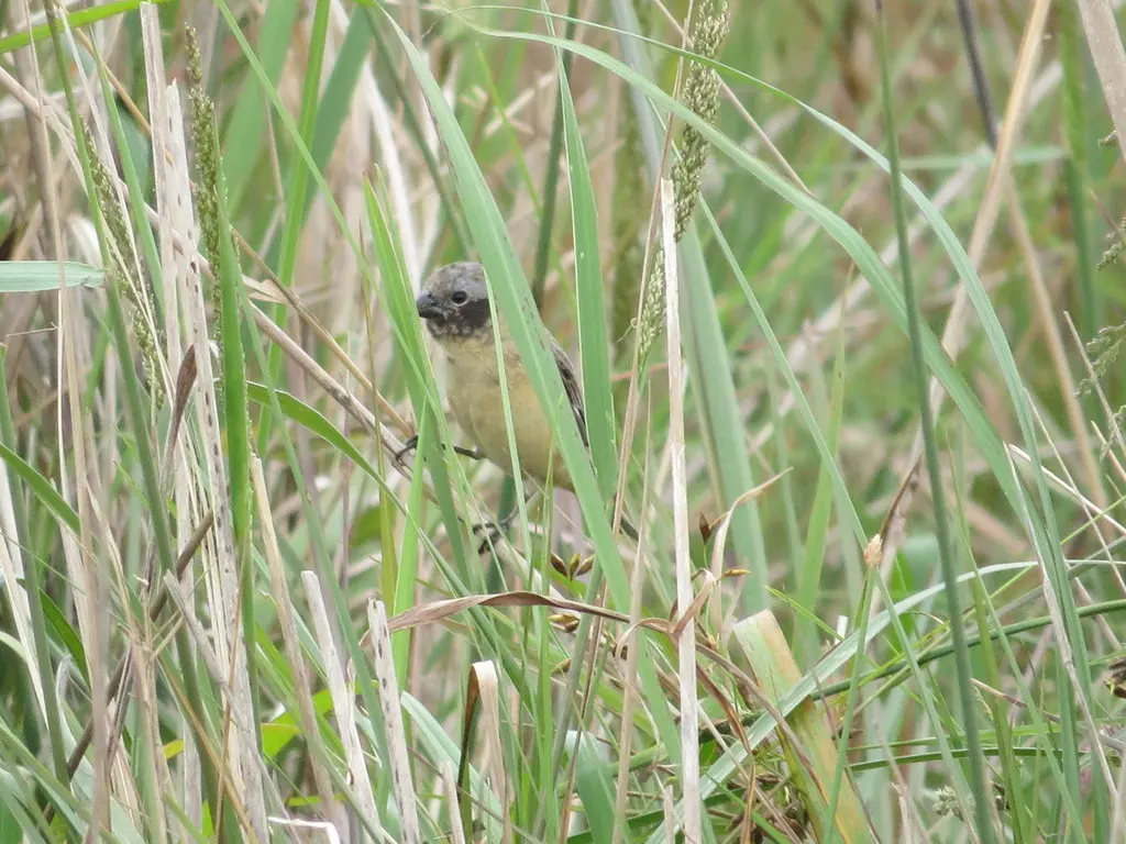 伊比利亚食籽雀（Sporophila iberaensis）