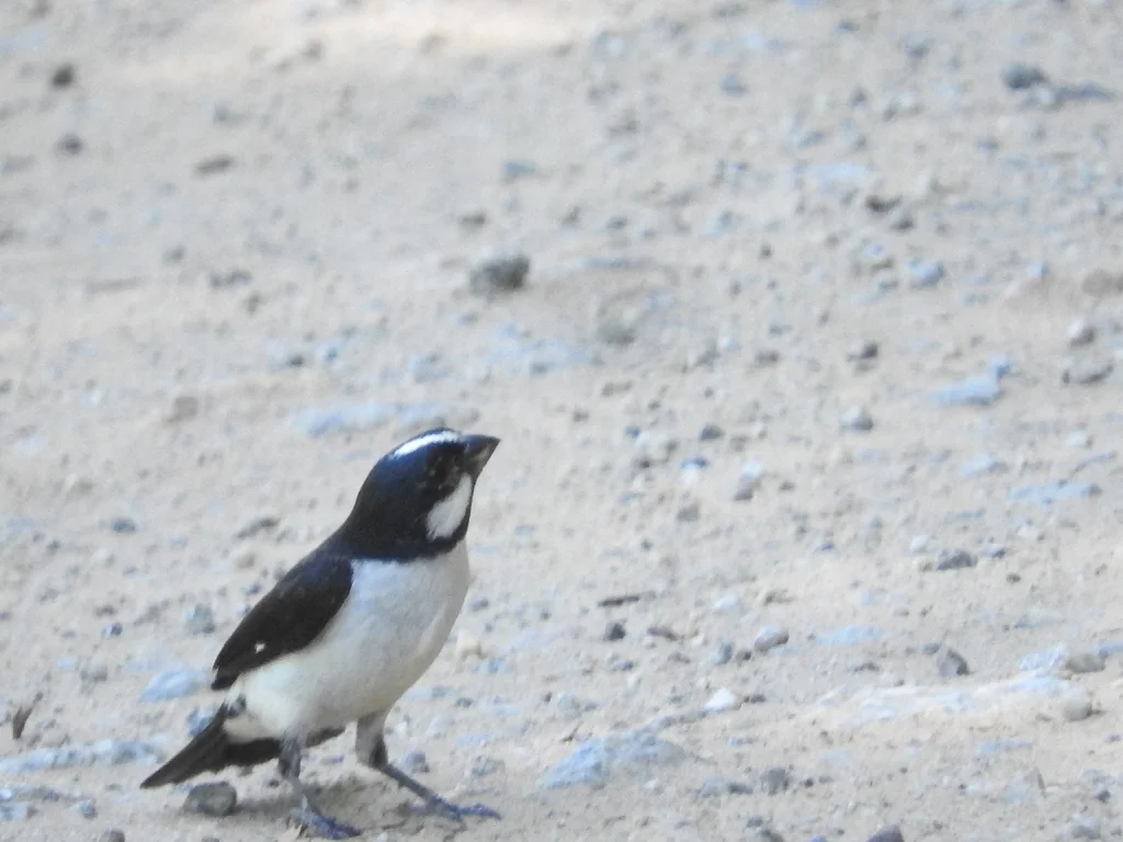 白颊食籽雀（Sporophila lineola）