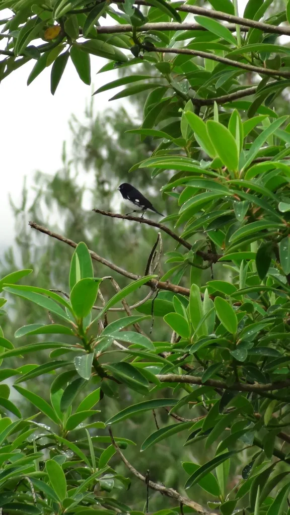 黑白食籽雀（Sporophila luctuosa）