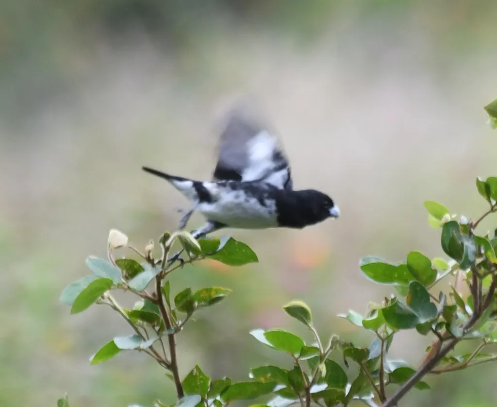 黑白食籽雀（Sporophila luctuosa）