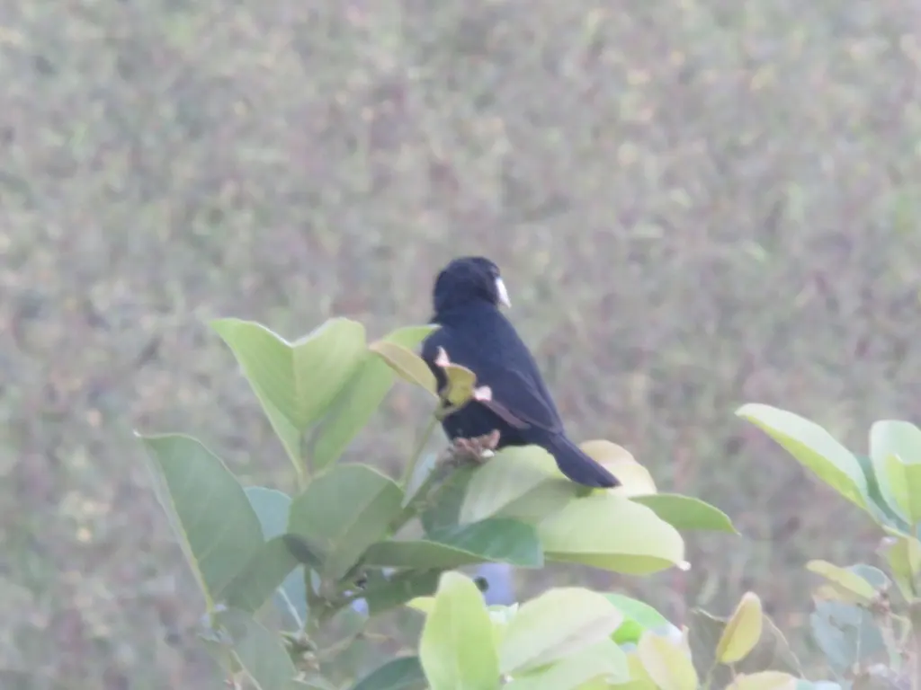 巨嘴籽雀（Sporophila maximiliani）