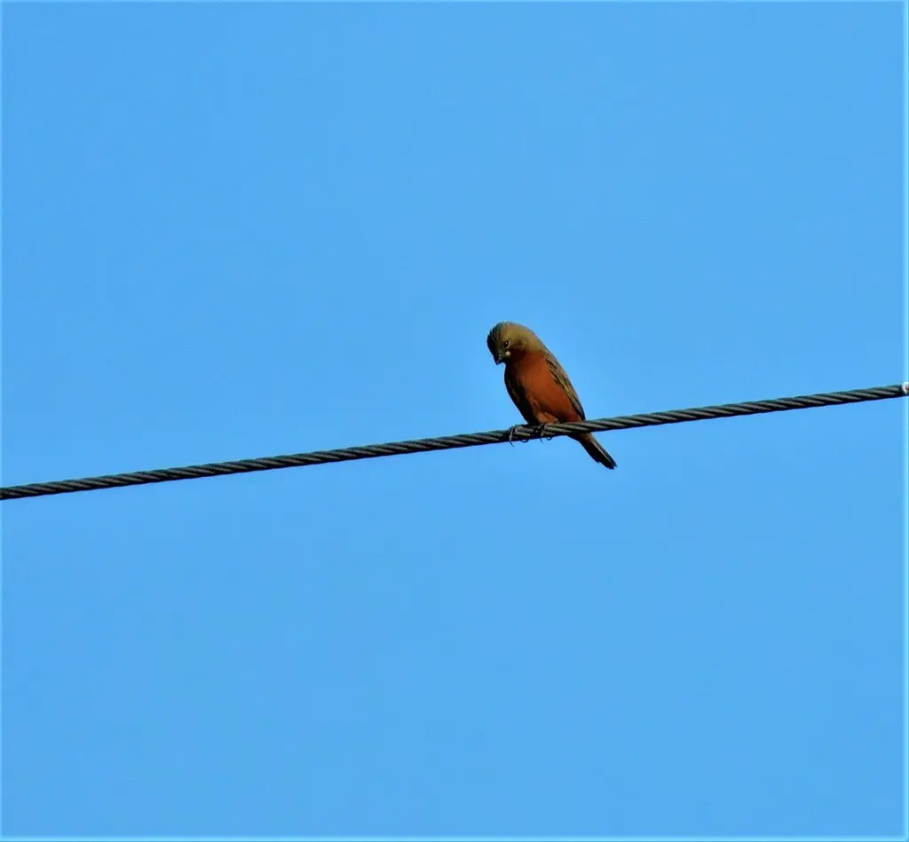 棕胸食籽雀（Sporophila minuta）