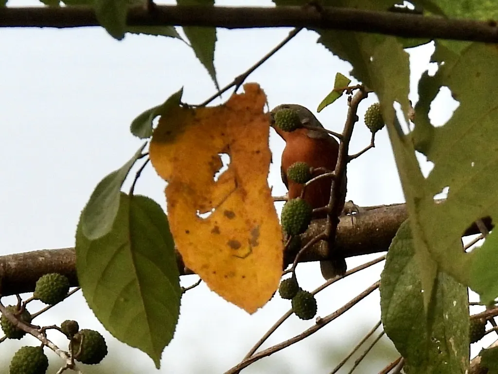 棕胸食籽雀（Sporophila minuta）