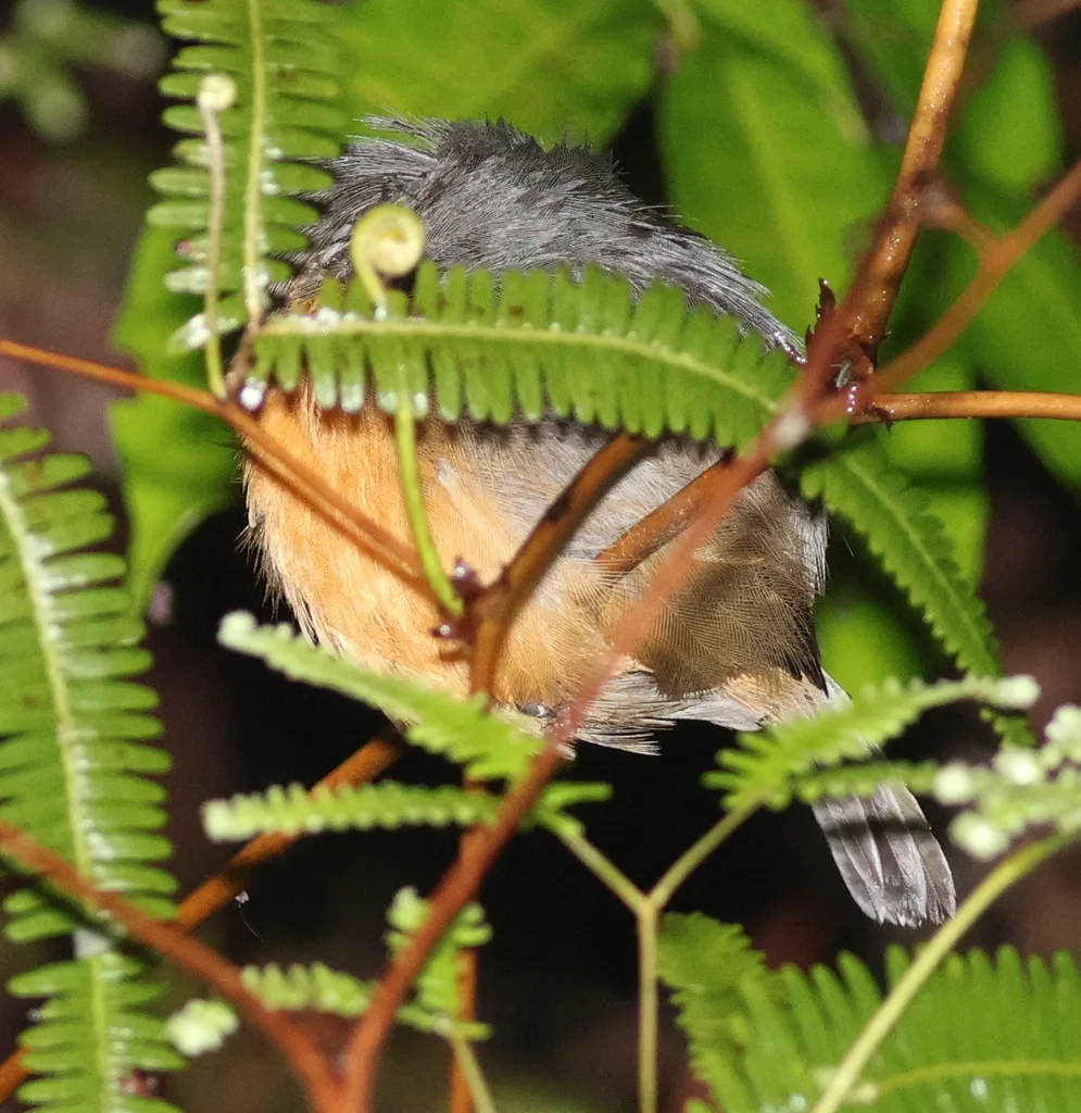 棕胸食籽雀（Sporophila minuta）