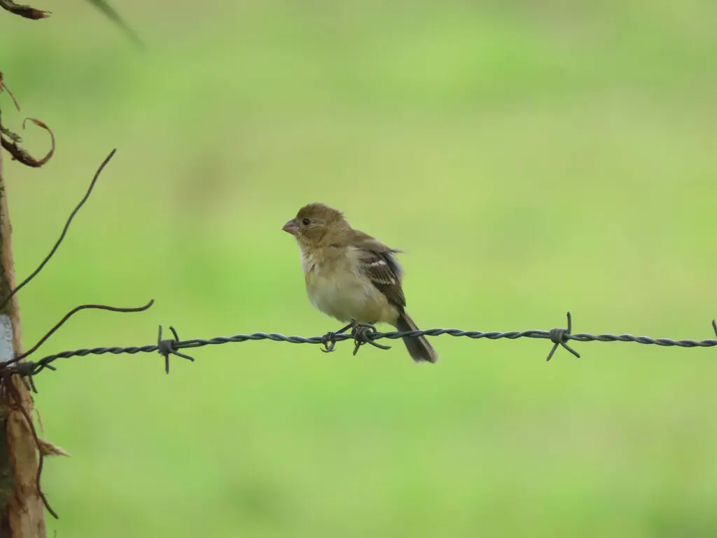 中美食籽雀（Sporophila morelleti）